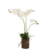 Orchid White Green  M 30x15x52cm 12487