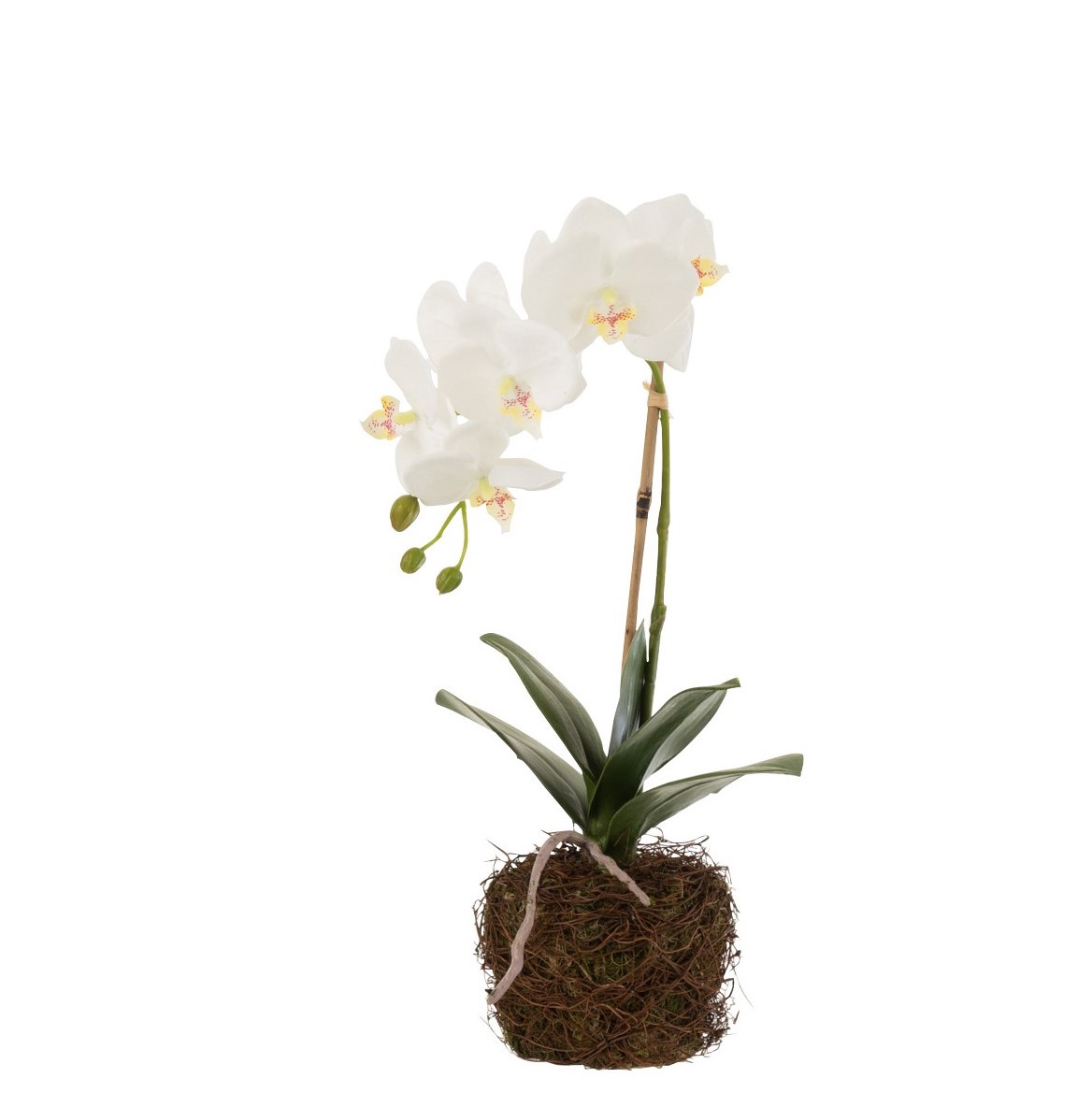 Orchid White Green S 23x17x40cm 12486