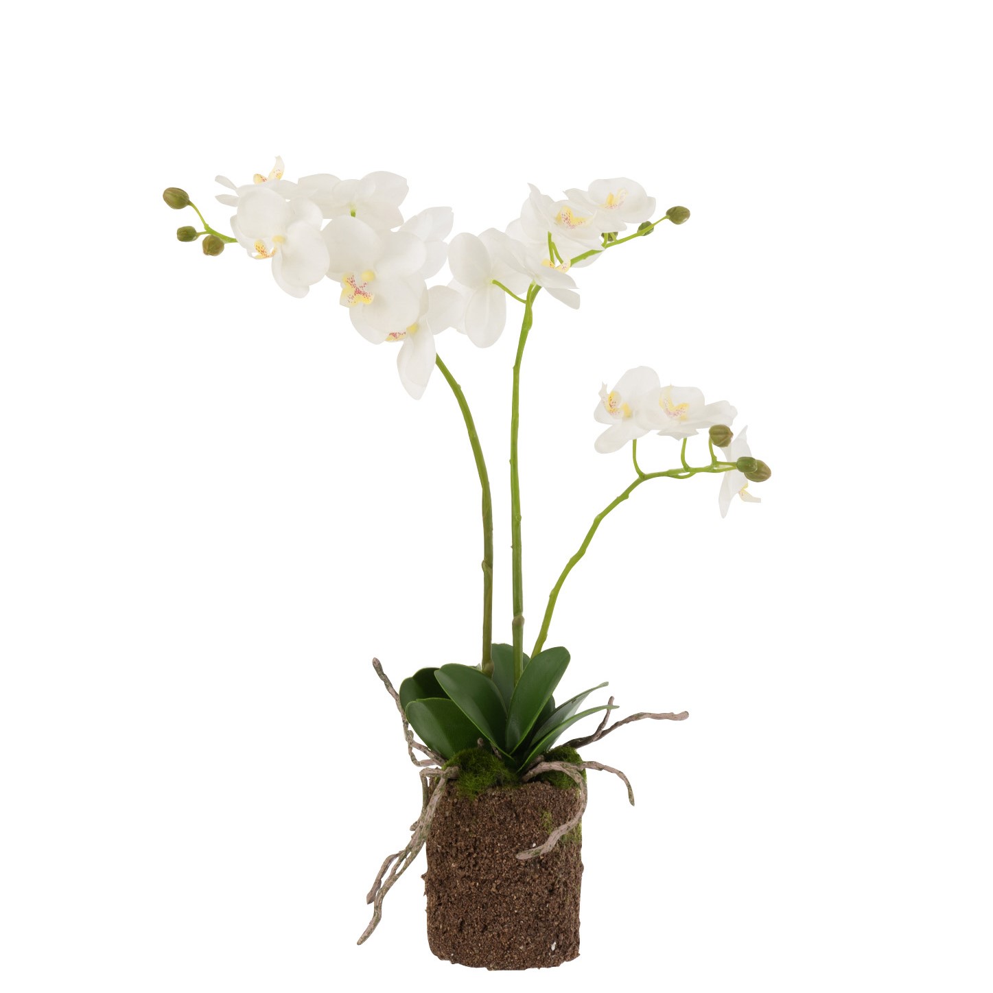 Orchid White Green  M 30x15x52cm 12487