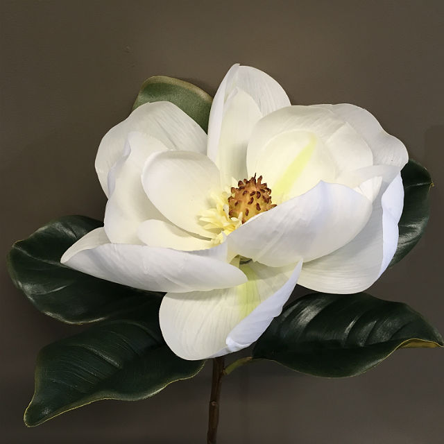 Magnolia Gigant 16663