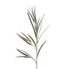 Grevillia 3893-01
