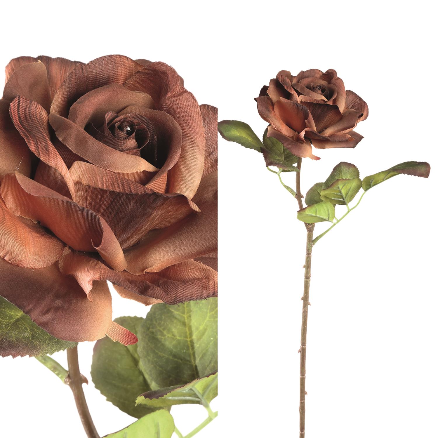 Rose Flower Brown Rose 713286