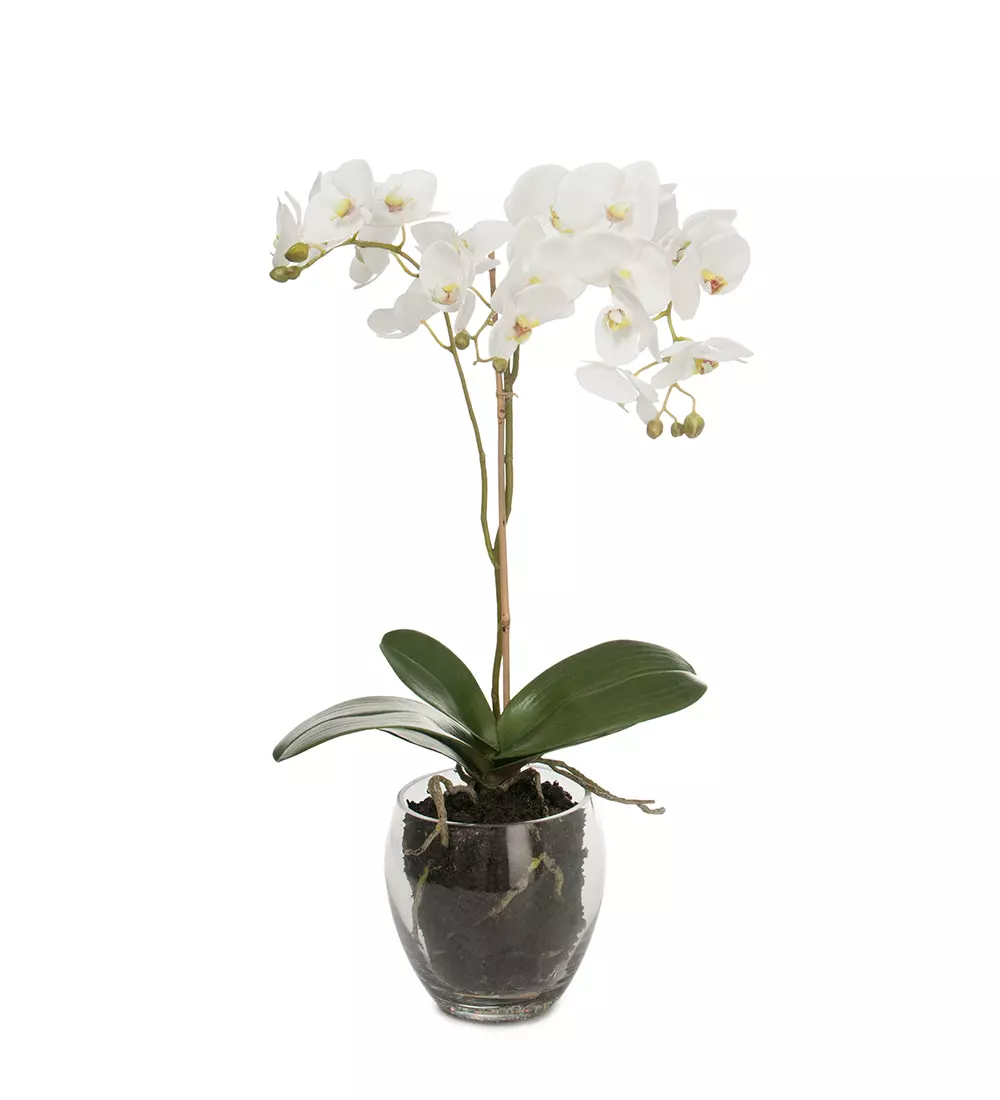 Phalanopsis 1877-10