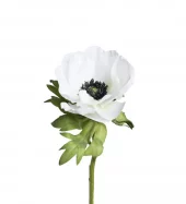 Anemone 9685-10