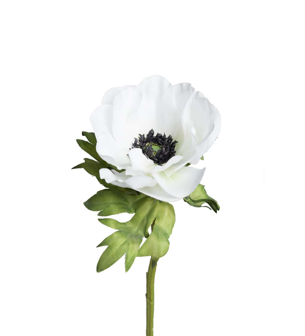 Anemone 9685-10