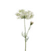 Allium 9671-10