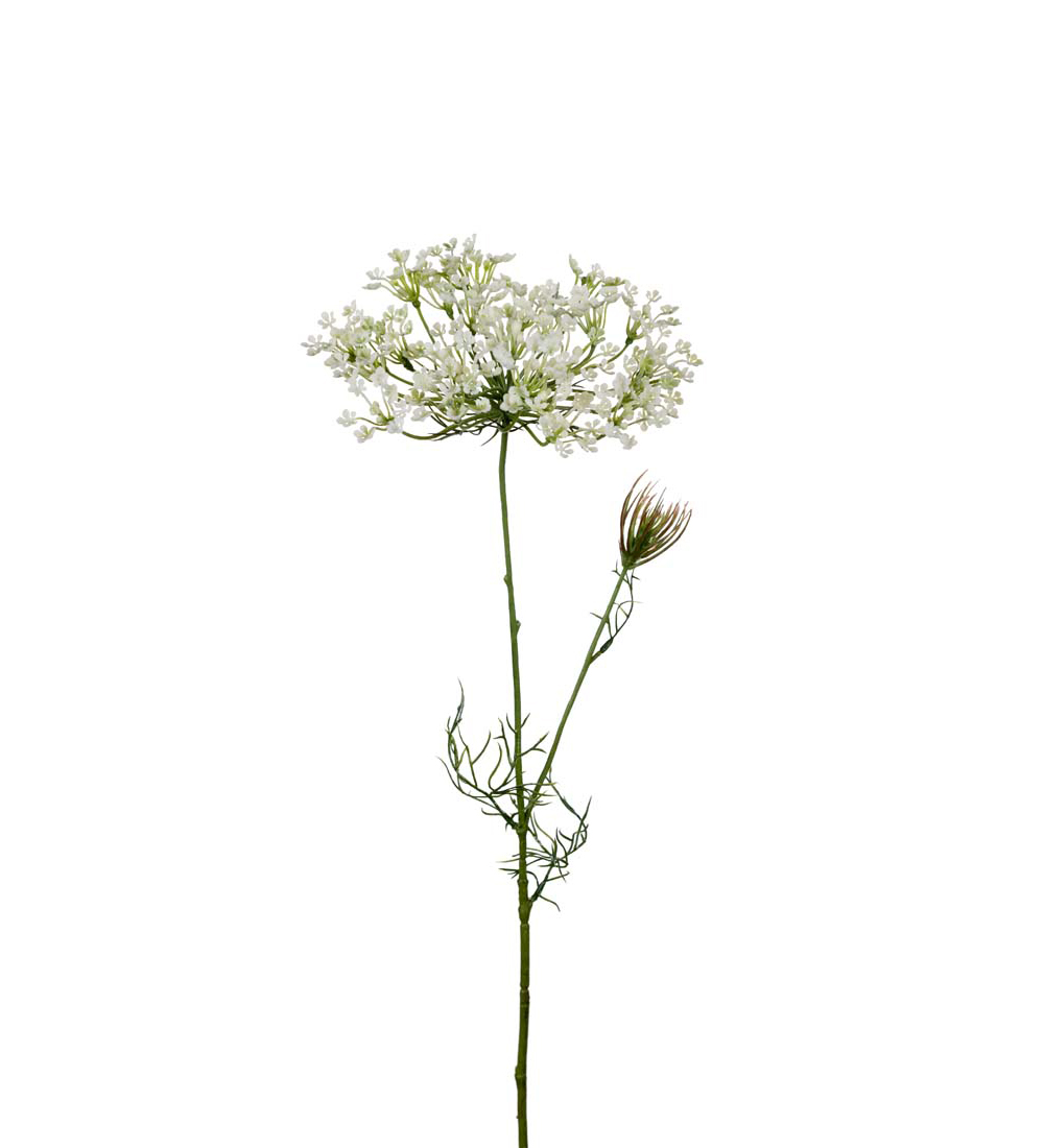 Allium 9671-10