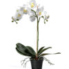 Phalaenopsis 5754-10