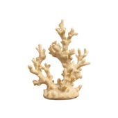 White Coral 32690