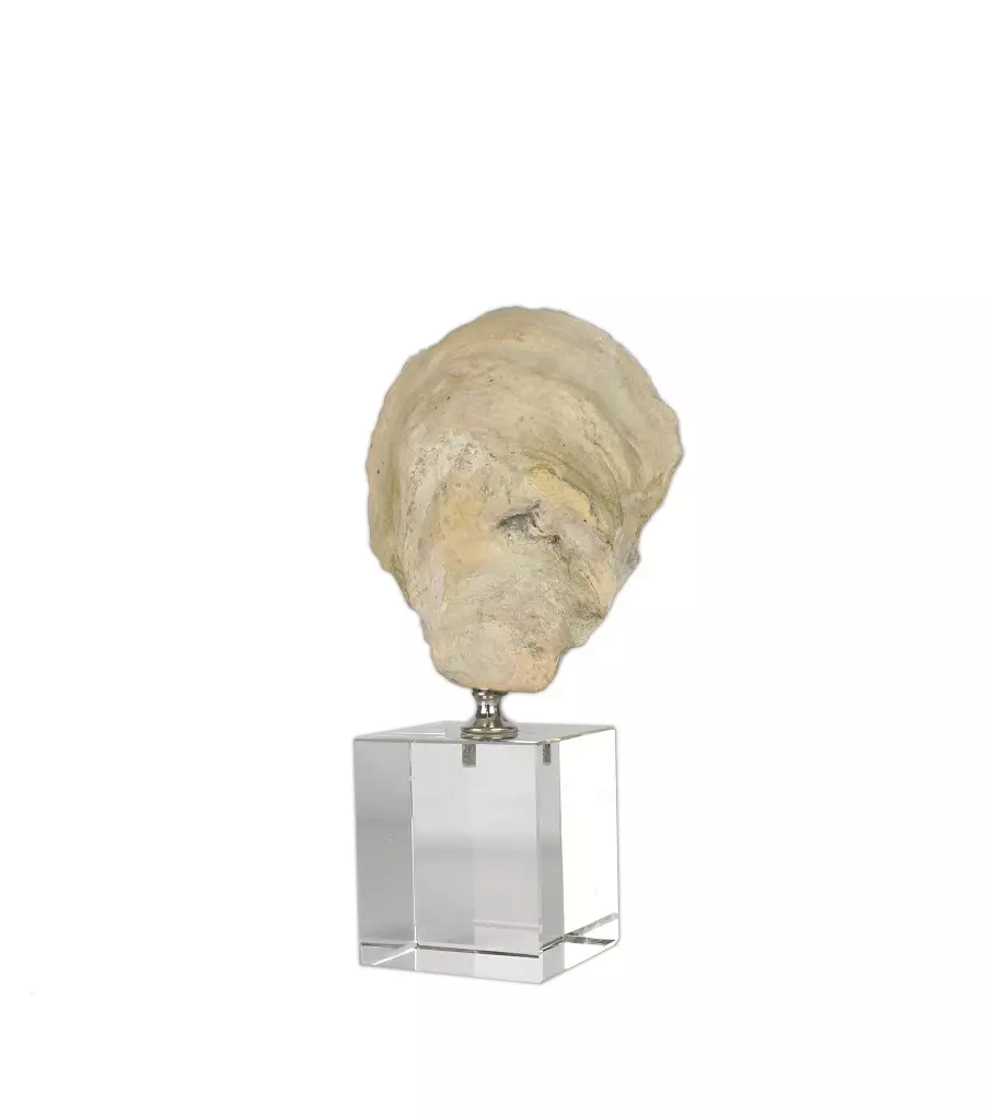 Shell On Glass Base H23CM 325-652