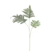 Leaves Plant Green Phelbpodium 702483