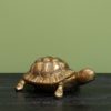 Golden Box Turtle 32848