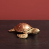 Small Golden Box Turtle 32547