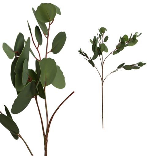 Leaves plant green round eucalyptus 695568