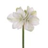 Amaryllis 1352-10