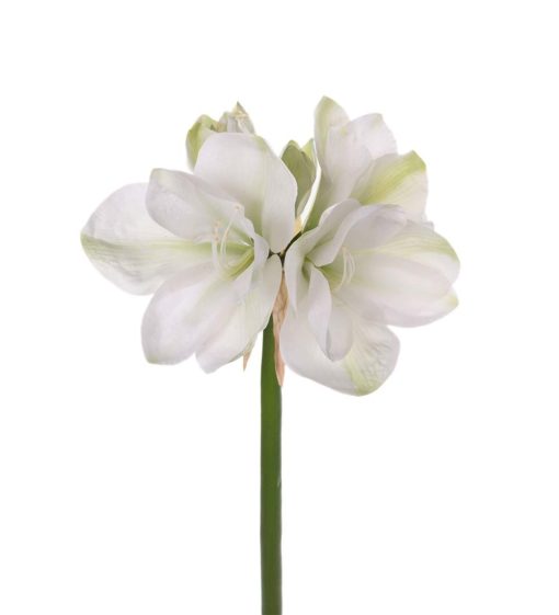Amaryllis 1352-10