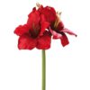 Amaryllis Dark Red h50cm 183282