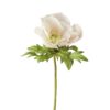 Anemone Fersken 9685-21