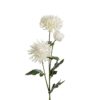 Chrysanthemum 9430-10