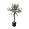 Yucca Green Tree 721353