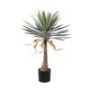 Yucca Green Tree 721353