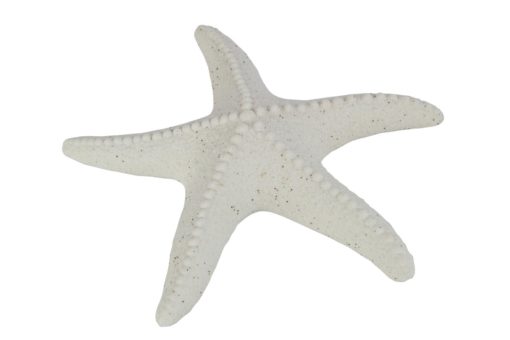 Starfish Sand Glaze White 24x22,5cm 40382