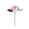 Hydrangea Flower Pink 717932