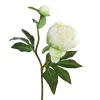 Peon Cream 181325