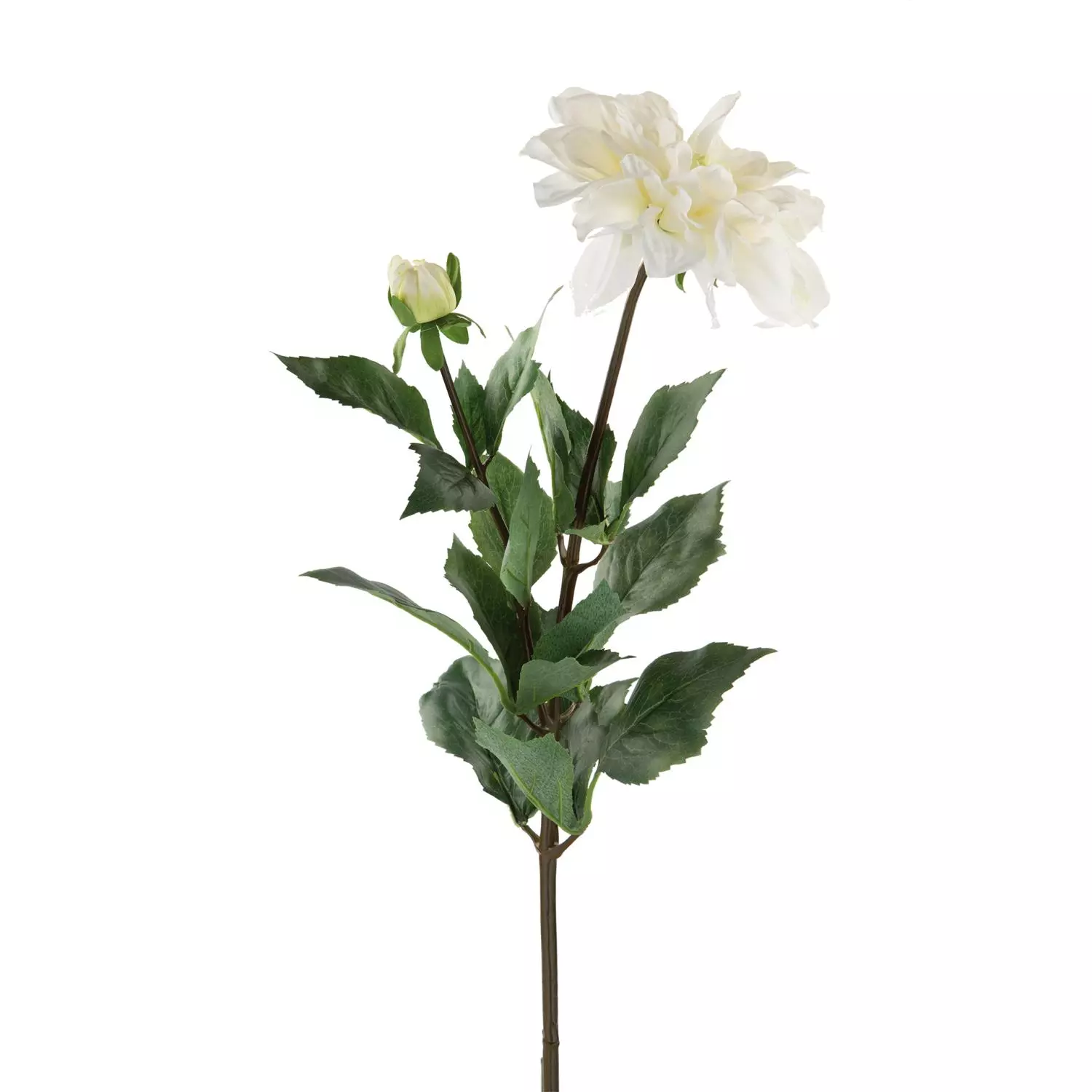 Dalia White h70cm 181505