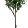 Plant Olive Tree 150cm 55924