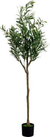 Plant Olive Tree 150cm 55924
