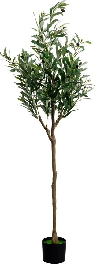 Plant Olive Tree 150cm 55924