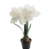 Amaryllis 6051-10-1