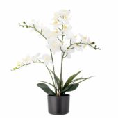 Orkide Plante 16xh84cm 82061501