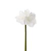 Amaryllis 4606-10