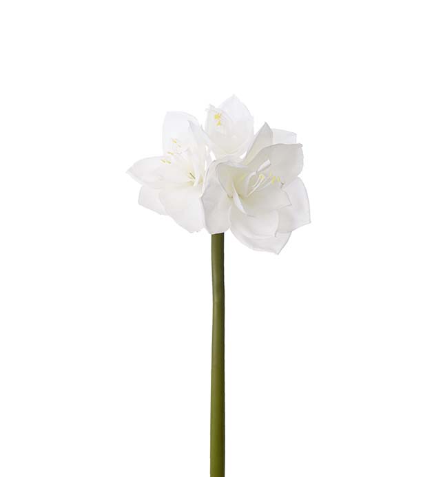 Amaryllis 4606-10