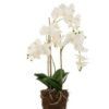 Orchid White Green L 32x32xh75cm 12488