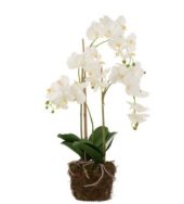 Orchid White Green L 32x32xh75cm 12488