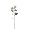 Eucalyptus 4649-95