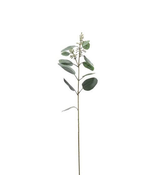 Eucalyptus 4649-95