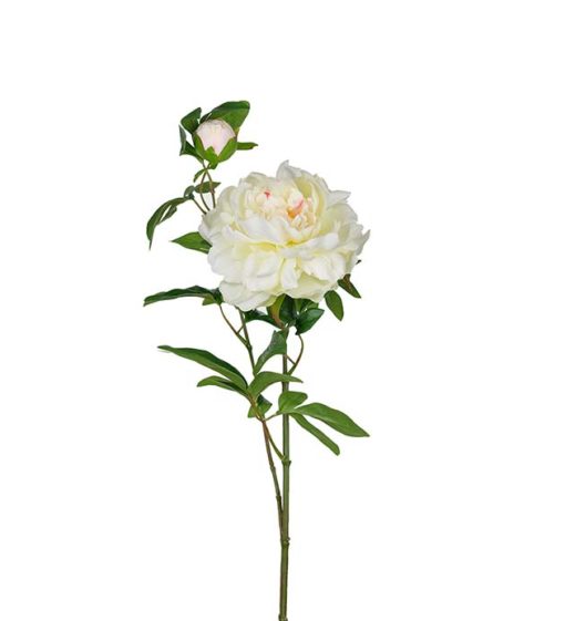 Pion 3680-10