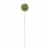 Allium Stilk Gønn 13xh63cm 82061466
