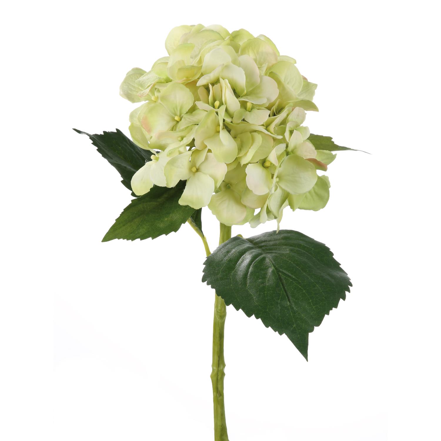 Hortensia 181745