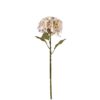 Hortensia Aprikos h62cm 303017
