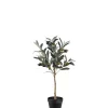 Oliventre 3934-90-1