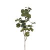 Eucalyptus 9886-91