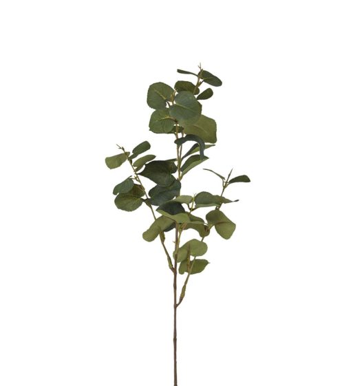 Eucalyptus 9886-91