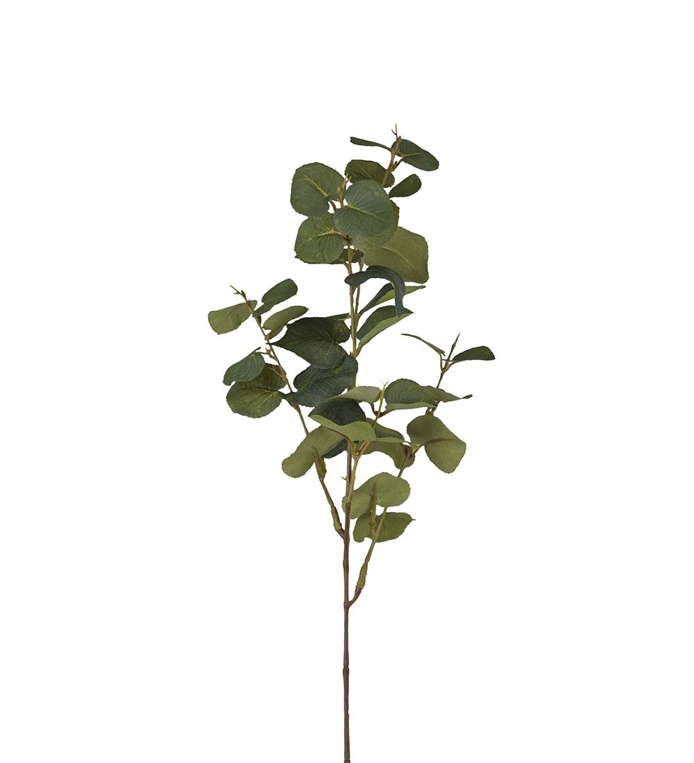Eucalyptus 9886-91