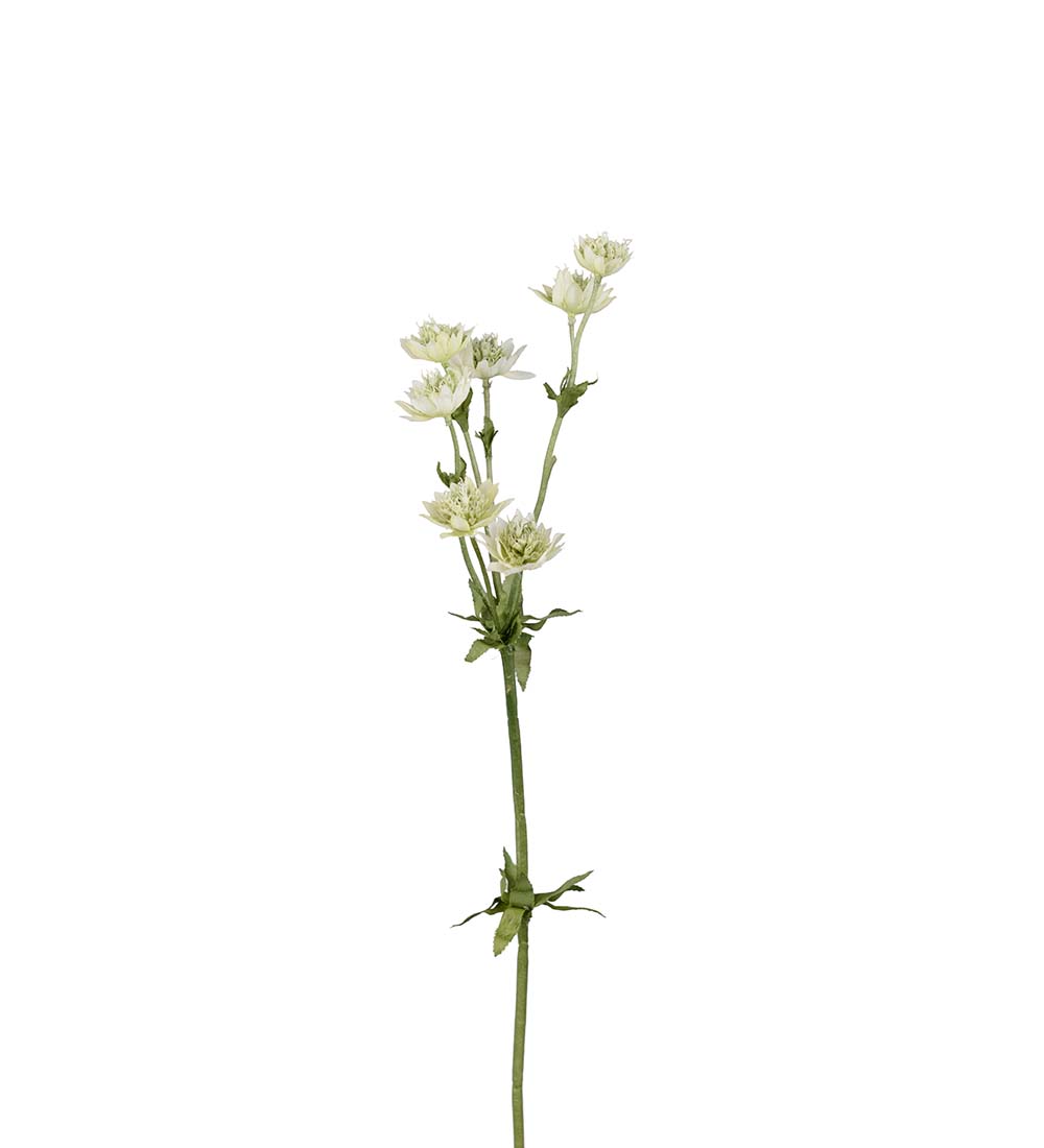 Stjerneblomst 4534-91