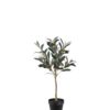 Oliventre 3934-90-1